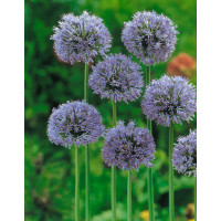 Allium caeruleum / Česnek modrý, bal. 10 ks, 5/+