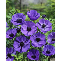 Anemone ´Mr. Fokker´ / Sasanky jednod. modré, bal. 15 ks, 5/6