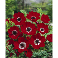 Anemone ´Hollandia´ / Sasanka jedn. červená, bal. 15 ks, 5/6