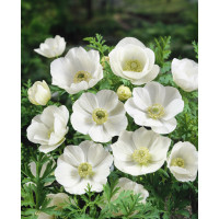 Anemone ´The Bride´ / Sasanka jednod. bílá, bal. 15 ks, 5/6