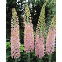 Eremurus ´Robustus´ / Liliochvostec, I.