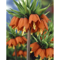 Fritillaria imperialis ´Rubra´ / Řebčík královský červený, 20/24
