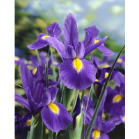Iris Hollandica ´Blue Magic´ / Kosatec holandský, bal. 25 ks, 7/8