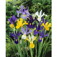 Iris Hollandica ´Mixed´ / Holandské kosatce směs, bal. 10 ks, 7/8, SUPERCENA