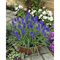 Muscari armeniacum / Modřenec arménský, bal. 20 ks, 8/9