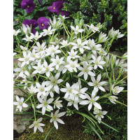 Ornithogalum umbellatum / Snědek, bal. 100 ks, 6/+, XXL
