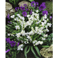 Scilla siberica ´Alba´ / Ladoňka sibiřská bílá, bal. 15 ks, 7/8