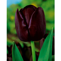 Tulipa ´Queen of Night´ / Tulipán ´Královna noci´, bal. 5 ks, 11/12
