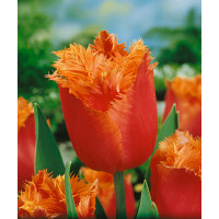 Tulipa ´Lambada´ / Tulipán, bal. 7 ks, 11/12