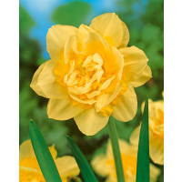 Narcis ´Golden Ducat´, bal. 5 ks, 12/14