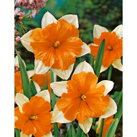 Narcis ´Orangery´, bal. 5 ks, 12/14