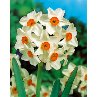 Narcis ´Geranium´, bal. 5 ks, 12/14