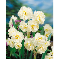 Narcis ´Sir Winston Churchill´, bal. 5 ks, 12/14