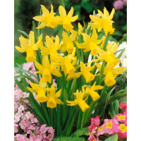 Narcis ´Tete a Tete´, bal. 5 ks, 12/14