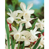 Narcis ´Triandrus Thalia´, bal. 5 ks, 10/12