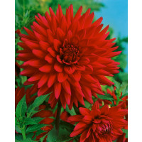 Dahlia ´Purple Gem´ / Jiřina, I.