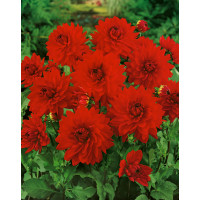 Dahlia ´Garden Wonder´ / Jiřina, I.