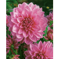 Dahlia ´Lavender Perfection´ / Jiřina, I.