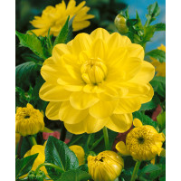 Dahlia ´Glory of Heemstede´ / Jiřina, I.