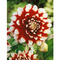 Dahlia ´Decorative Red-White´ / Jiřina dekorativní červeno-bílá, I., SUPERCENA
