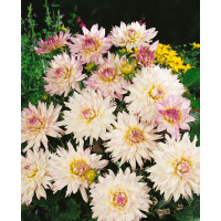 Dahlia ´Crazy Love´ / Jiřina, I.