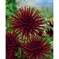 Dahlia ´Nuit D´été´ / Jiřina, I.