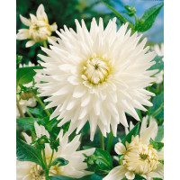 Dahlia ´My Love´ / Jiřina, I.