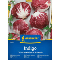 Čekanka Radicchio Indigo, bal. sem.