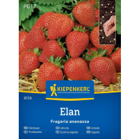 Jahoda Elan obalené osivo, bal. min. 8 obal. s.
