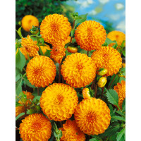 Dahlia ´Souvenir D´été´ / Jiřina, I.