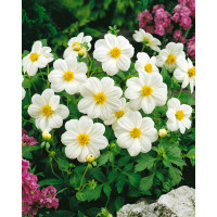 Dahlia ´Sneezy´ / Jiřina, I.