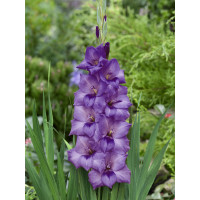 Gladiolus ´Milka´ / Mečík, bal. 5 ks, 12/14