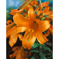 Lilium ´African Queen´ / Lilie, bal. 2 ks, 16/18