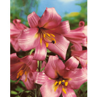 Lilium ´Pink Perfection´ / Ľalia, 16/18
