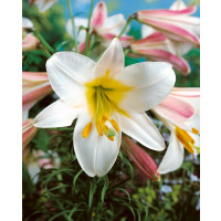Lilium ´Regale´ / Lilie, bal. 1 ks, 16/18