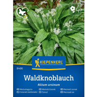 Allium ursinum / Medvědí česnek, Lesní česnek, bal. stačí pro 35 rostlin