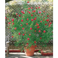 Callistemon citrinus / Štětkovec kopinatý / Nitkokvět, 20-30 cm, K9