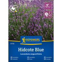 Lavandule Hidcote Blue / Levandule, bal. na ca. 40 r.