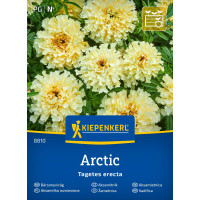 Tagetes erecta Arctic / Aksamitník bílíc, bal. na 25 r.