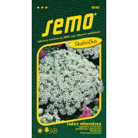 Lobularia maritima / Tařice přímořská ´CORBEILLE D´ARGENT´, bal. 0,6 g