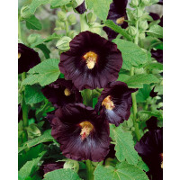 Alcea rosea ´Nigra´ / Topolovka / Slézová růže, bal. 2 ks, I.