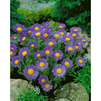 Aster alpinus ´Goliath´ / Hvězdnice alpská modrá / Astra, C1,5