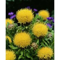 Centaurea macrocephala / Chrpa velkohlavá, K9