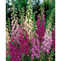 Digitalis purpurea ´Foxy´ / Náprstník červený, K9