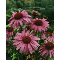 Echinacea purpurea ´Magnus´ / Třapatka purpurová, K9