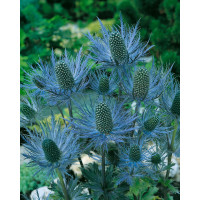 Eryngium alpinum / Máčka alpská , I.
