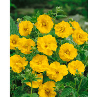 Geum ´Lady Stratheden´ (Goldball) / Kuklík, K9