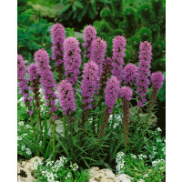 Liatris spicata ´Kobold´ / Šuškarda , K9