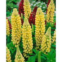 Lupinus R.V. 'Kronleuchter' (The Chandelier), K9