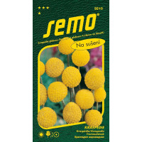 Craspedia globosa / Kraspédie ´BILLY BUTTONS´, bal. 0,1 g